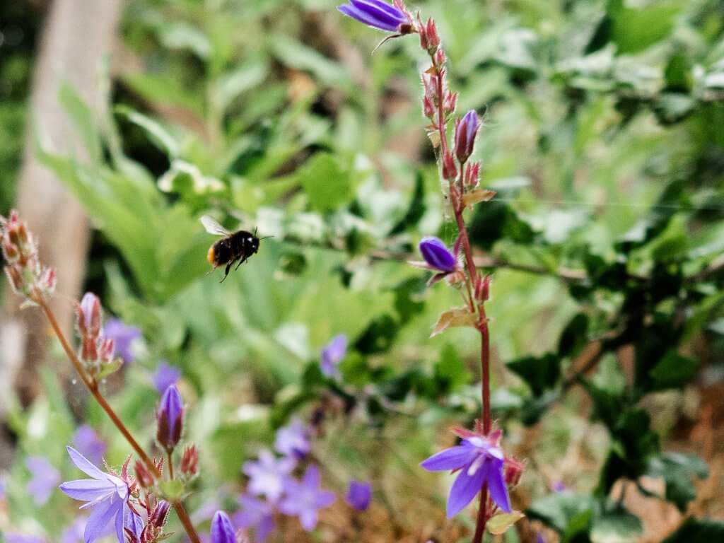 Why we need to care about bees